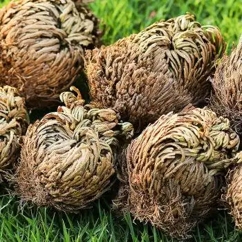 九死还魂草野生 不死草中药材还阳草卷柏密罗木南凤凰草可栽培 1000克