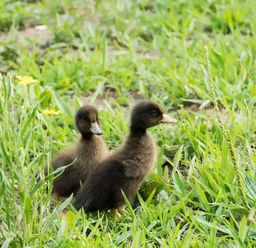 夏季外拍小黑鸭子