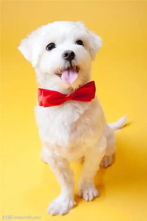 萌萌的可爱小狗的图片