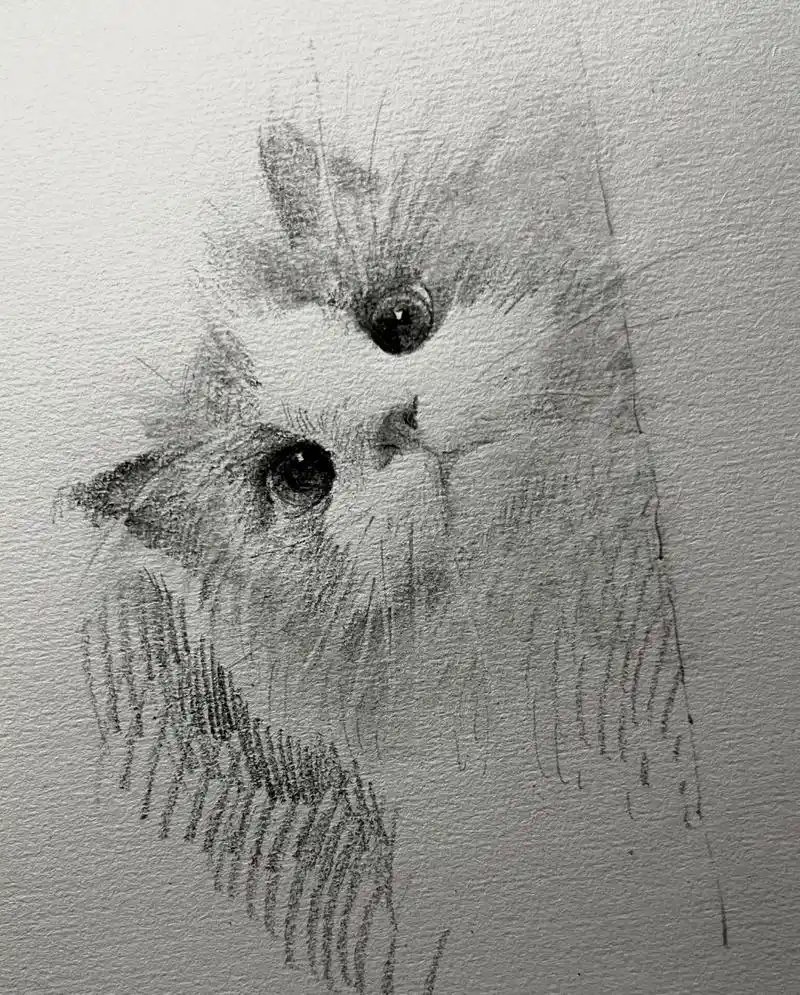 超可爱布偶喵作画步骤  大家要的小猫咪速写作画步骤教程来啦,跟着