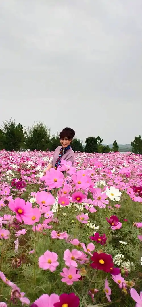 万花丛中笑(2019,金秋十月)