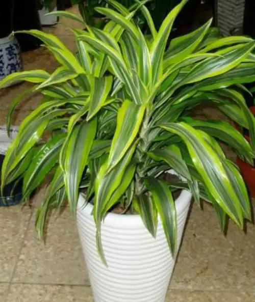 [名称  : 巴西美人(又称: 缟 gǎo叶竹蕉 ,金边龙血树)