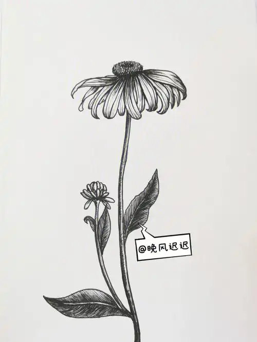 黑白线描花卉丨松果菊丨附步骤