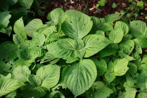 【紫苏与野生紫苏】唇形科,紫苏属 - 简书