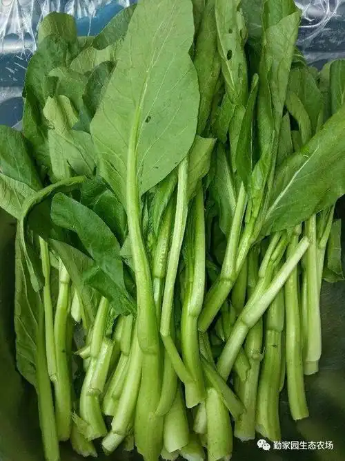 开心的是,我们也有一小片油菜花,不用去到花海,只要身临其境就可以拍