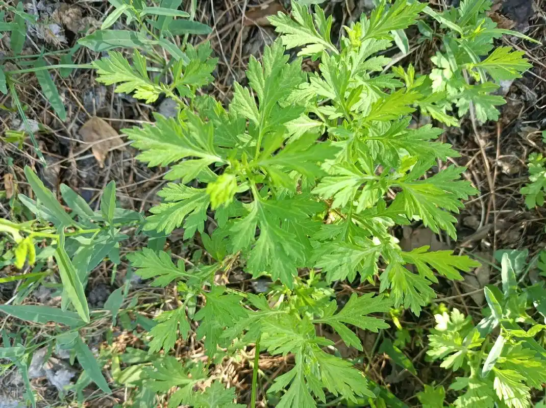 艾蒿.艾,是菊科蒿属多年生草本或略成半灌木状植物,植株有浓烈 - 抖音