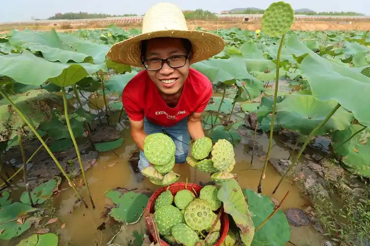 江西泰和:莲子丰收采摘乐