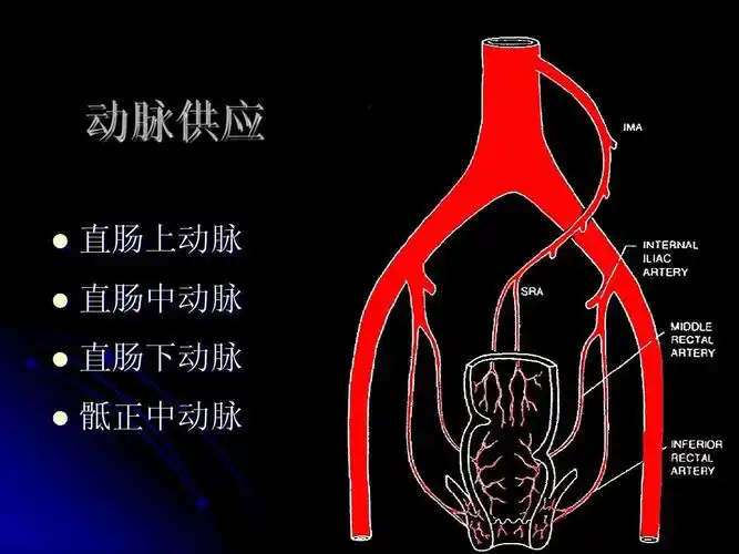动脉供应   直肠上动脉 直肠中动脉 直肠下动脉 骶正中动脉