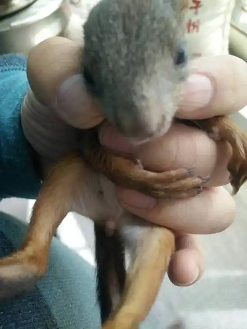 请问这个魔王松鼠是三色还是红魔?是公是母?