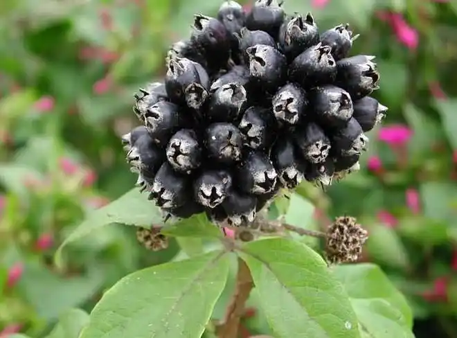 刺五加的功效与作用(刺五加对性功能有效吗)