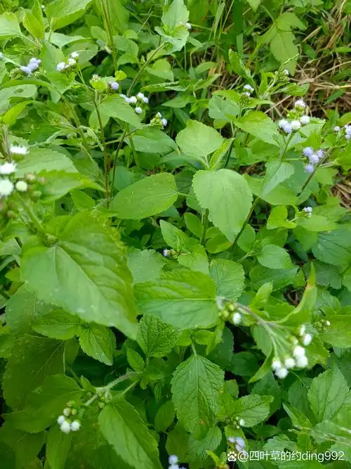 芳香祛秽 之前看视频说 狗尾巴草对近视有用 臭草图片功效与作用臭草