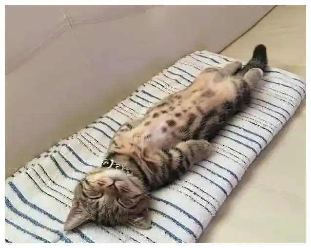 猫咪平躺睡觉,这个画风让主人产生不好的联想:要不抱走一起睡?