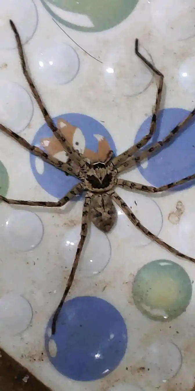 发现了一只特大的"蜘蛛"好吓人啊!