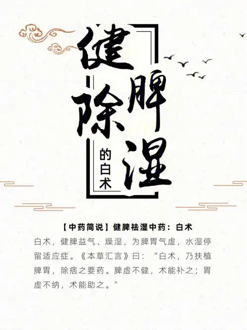 健脾除湿的白术来啦