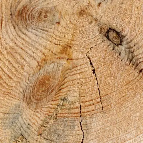 与年轮的木材纹理