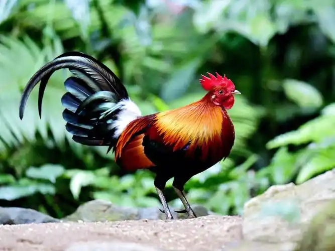 红原鸡是家鸡的祖宗