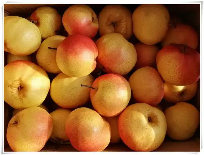 吉林延边苹果梨东北特产延吉新鲜大脆梨脆甜多汁坏果包赔10斤包邮