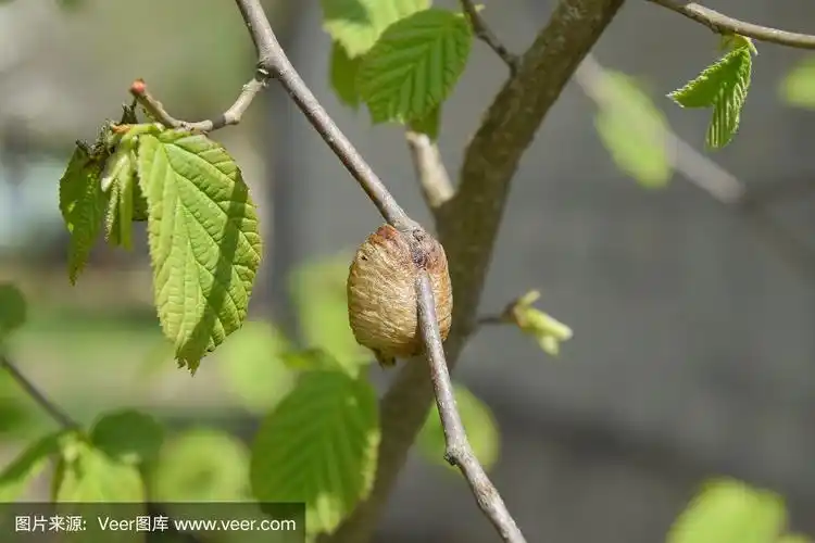 昆虫在茧里产下过冬的卵.榛子树枝上的oteca