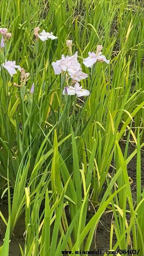 图片展示花叶菖蒲