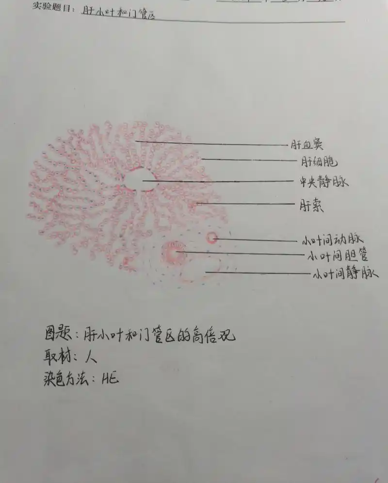 肝小叶和门管区 肝小叶和门管区的高倍观 红蓝铅笔手绘