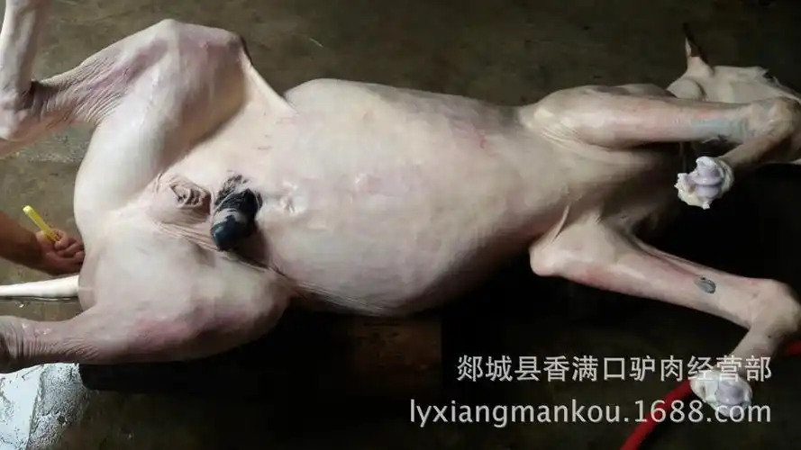 香满口驴肉批发供应生鲜驴肉驴鞭驴杂等假一罚万地道正宗