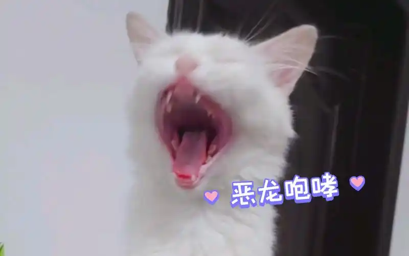 新员工 捡的 新猫咪 来个恶龙咆哮