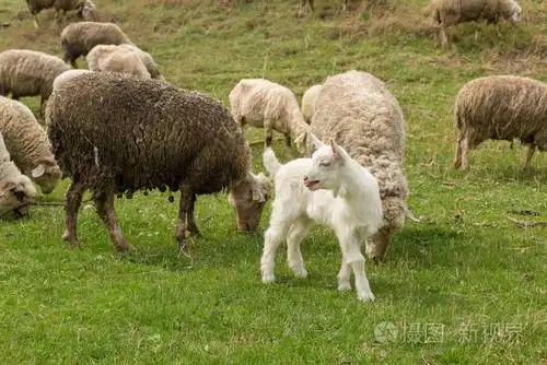 春天绵羊和山羊在绿草上吃草