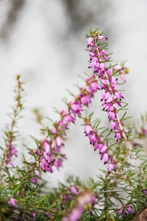 挪威国花—帚石楠(22图)