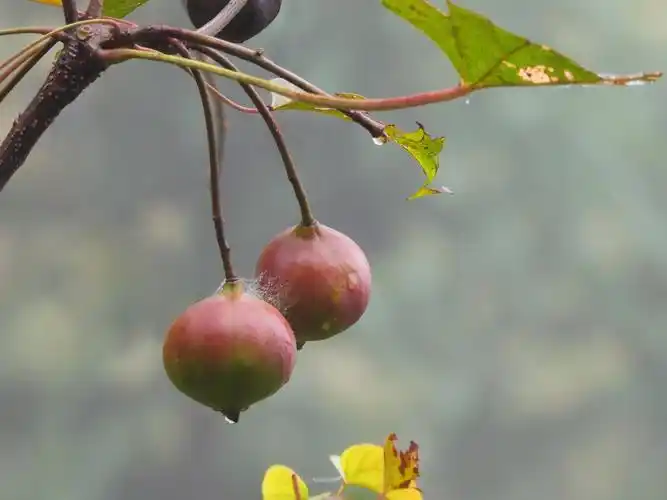桐籽(桐油之果)