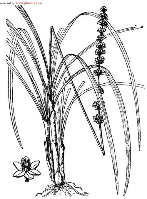 土麦冬liriopespicata