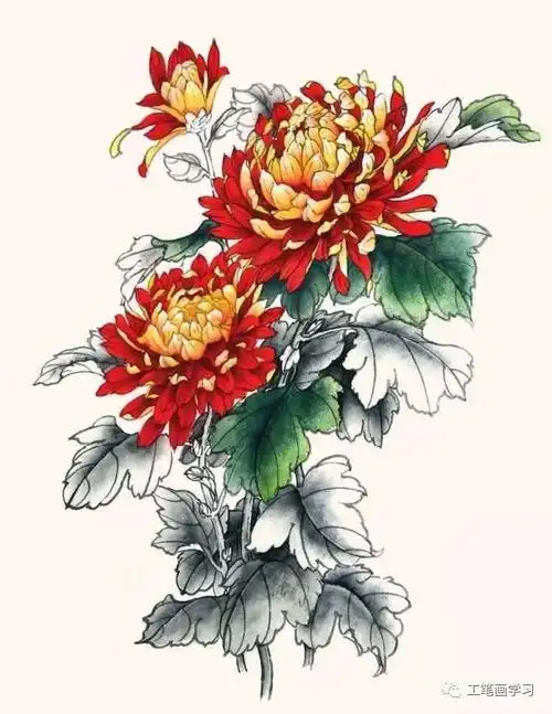 零基础工笔画教程:工笔画菊花的画法