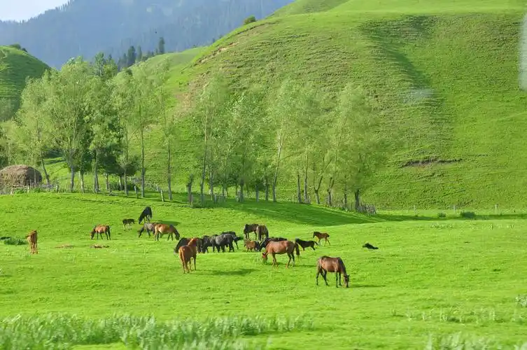 北疆看风景——那拉提大草原【一】.
