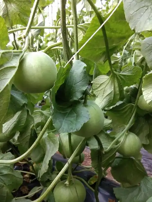 绿宝甜瓜 0.5斤以上