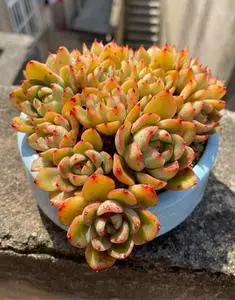 控养多肉华美,小老桩,30元带盆土,自提,养了很久了,适应了