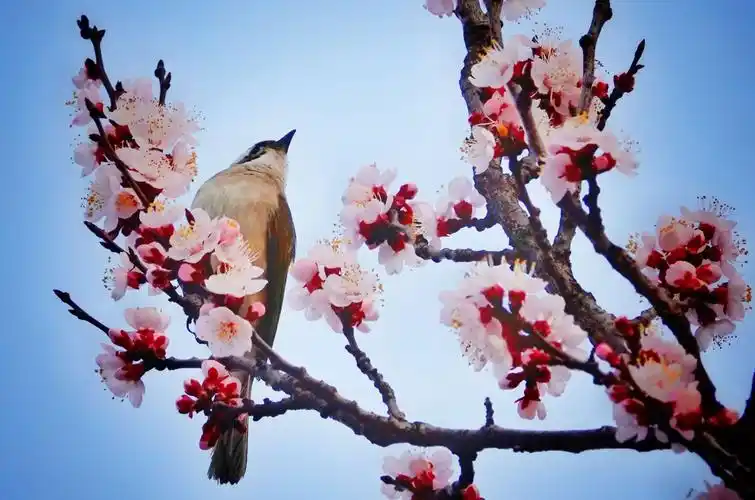 鸟语花香"闹"春来