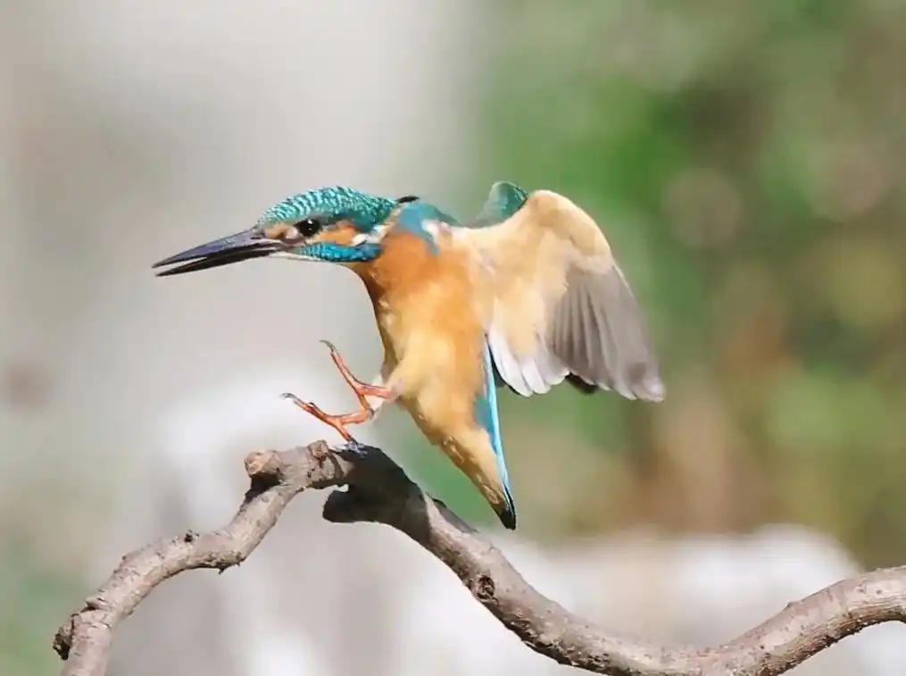 翠鸟的传说#野生鸟类摄影 #野生动物零距离  - 抖音