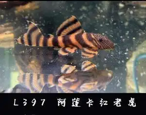 天津鱼哥水族l397阿莲卡鬼面赤老虎异形南美观赏清道夫工具鱼5-7