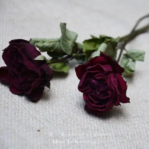 花|法国红玫瑰干花一支 真花束花