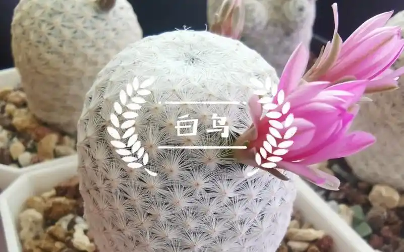仙人掌科白鸟#经典品种