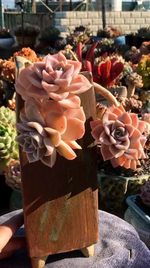 哈利沃森·造型老桩 168