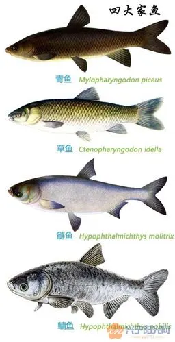 作为兴宁人兴宁的这些荣誉你知道吗