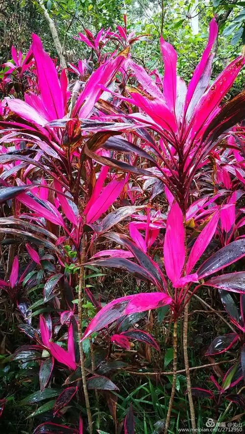 南国亮叶朱蕉 - 美篇