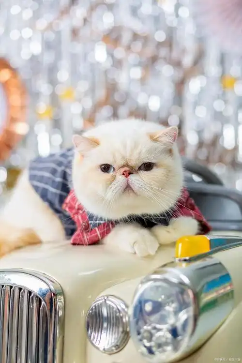 加菲猫尴尬期跟成年后对比照,耳朵和眼睛变化最大,越长越好看