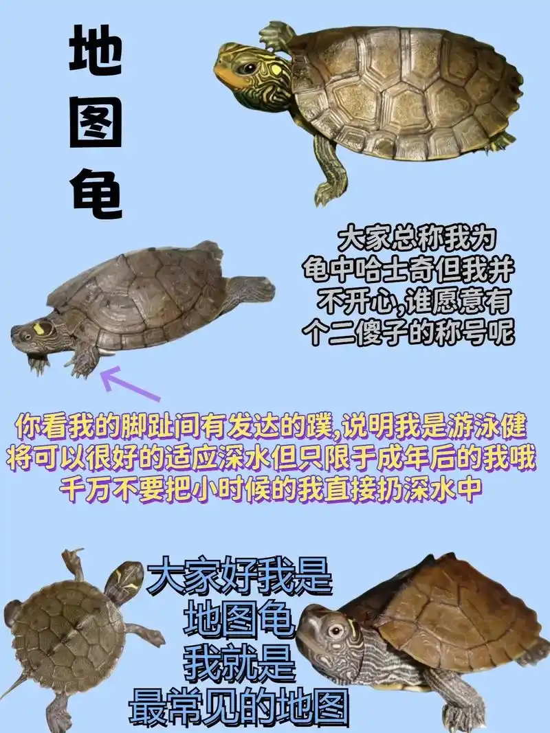 龟中哈士奇来啦 地图龟 #养龟日常 #龟 #地图 - 抖音