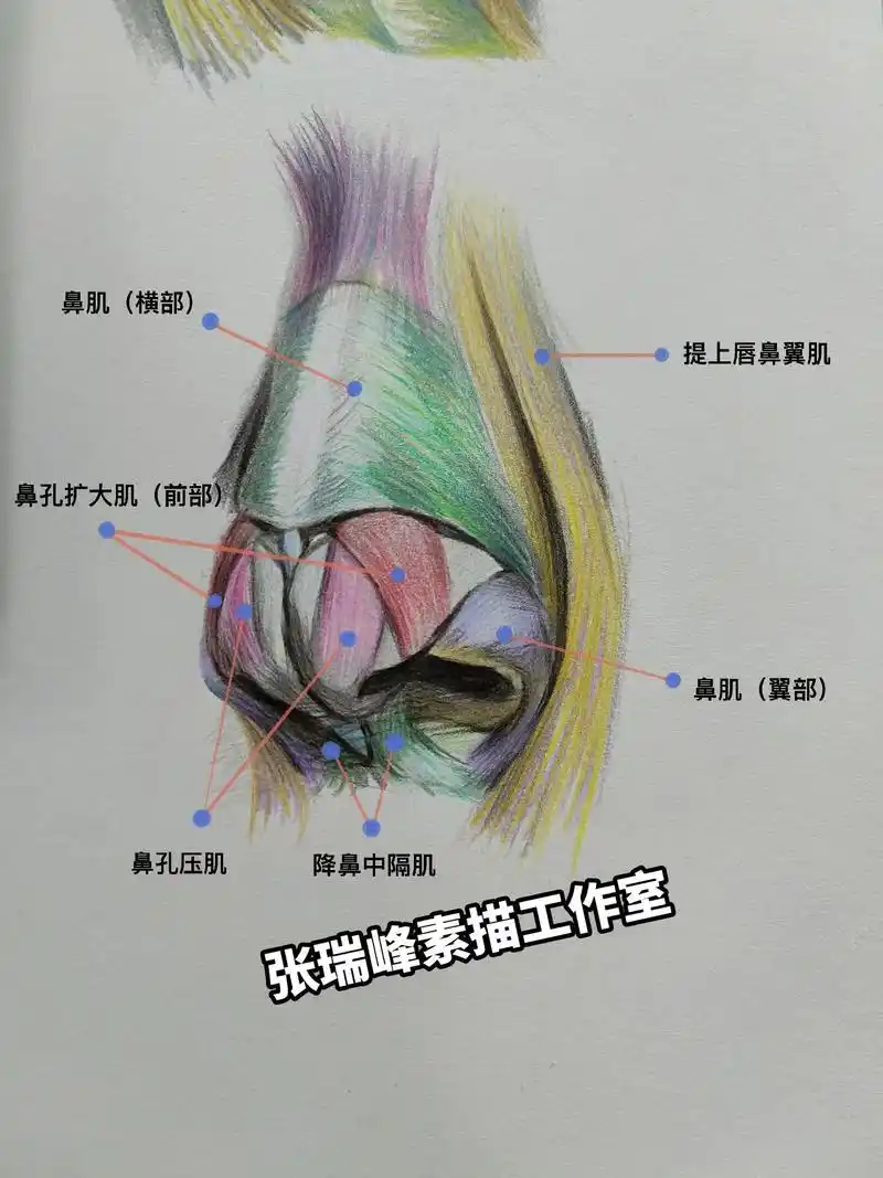 鼻子肌肉结构.联考倒计时,这组鼻子结构给你,眼睛会了,手慢慢 - 抖音