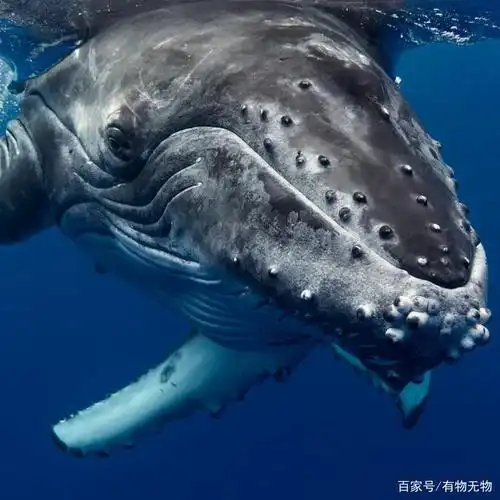 性情温顺的庞然大物,座头鲸(图集)