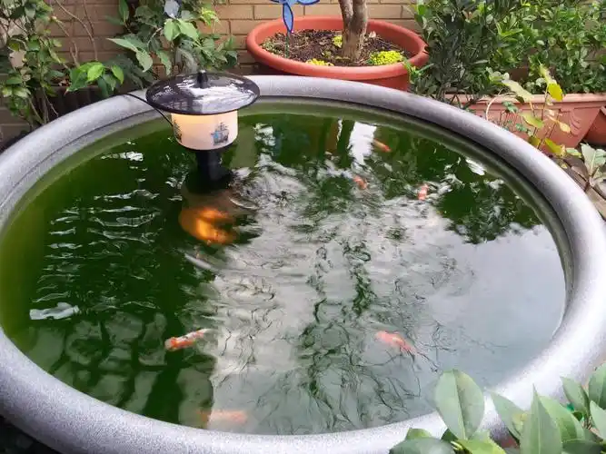 锦鲤养殖历程篇