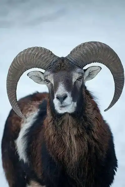 盘羊的羊角图片