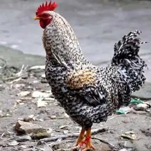 纯种芦花母鸡活体芦花鸡黑芦花彩凤稻花鸡土鸡三斤左右包活到家