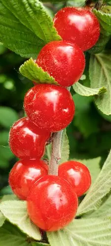 樱桃红了手机随拍